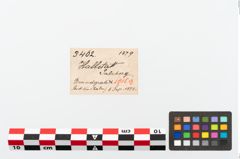 Etikett zu Beinspitze (NHMW-PRAE-003462)